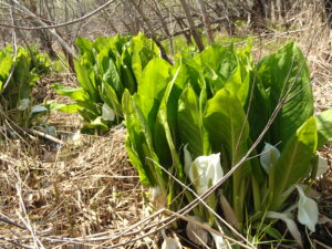 葉が大きく育ったミズバショウ