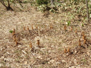 ヤマドリゼンマイの環状に出た芽