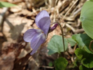 タチツボスミレの紫色の花