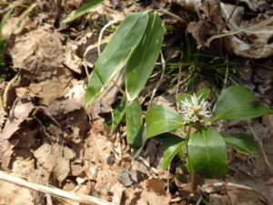 フッキソウの白い花