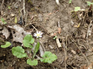 センボンヤリの小さい花