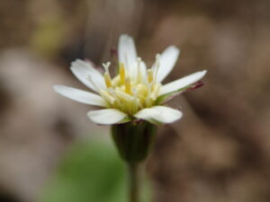 センボンヤリの小さい花