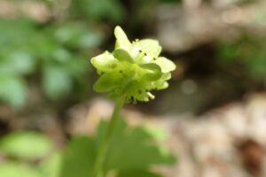 レンプクソウのレモンイエローの花