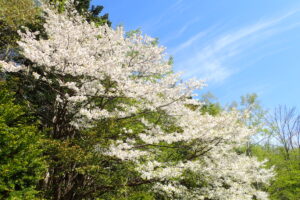 カスミザクラの白っぽい花