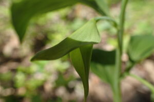 ワニグチソウの緑色の苞