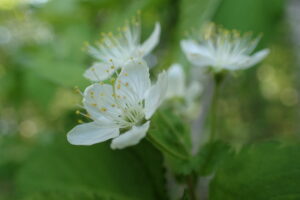 白いミヤマザクラ