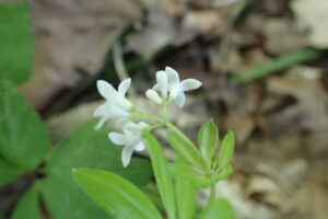 白いクルマバソウ