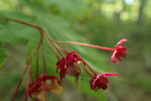 赤いハウチワカエデの花