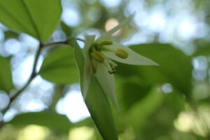 白いチゴユリの花
