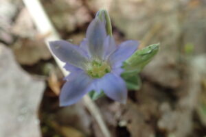 フデリンドウの紫色の花