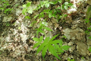 白いコンロンソウの花