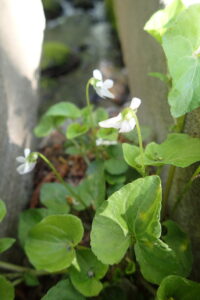 白いツボスミレ