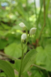 白いギンランの花