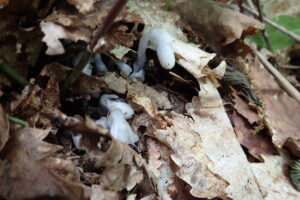 ギンリョウソウの白い芽