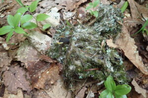 エナガのコケに包まれた巣