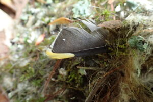 キレンジャクの羽根