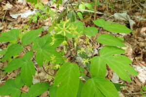 ルイヨウボタンの黄色い花