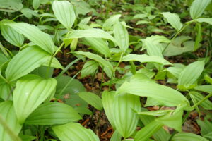 ホウチャクソウの花
