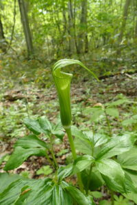 コウライテンナンショウ
