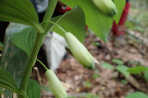 オオアマドコロの白い花