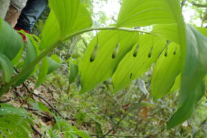 オオアマドコロの並んだ花
