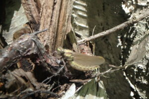 羽化したばかりのホンサナエ