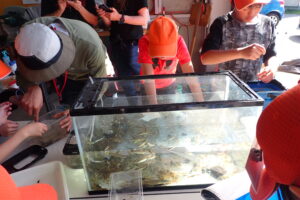 生きものの同定をする子どもたち