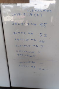 今日のトンボの記録