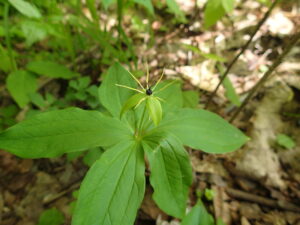 緑色のクルマバツクバネソウの花