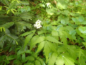 白いコンロンソウ