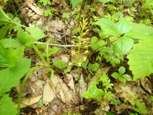 黄色いコケイラン