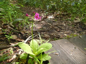 濃い桃色のクリンソウ