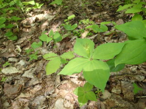 緑色のツクバネソウの花