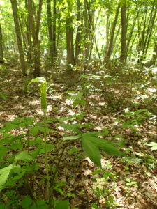 緑色のマムシグサの花