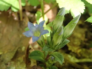 青いフデリンドウ