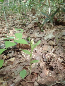 白いギンランの花