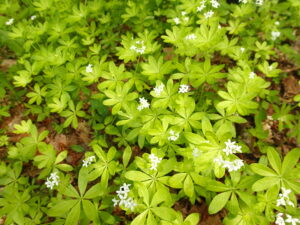 小さな白い花を付けたクルマバソウ