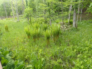 円形にはえたヤマドリゼンマイ