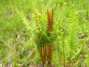 赤褐色の胞子葉ヤマドリゼンマイ