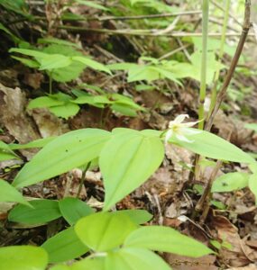 白いチゴユリの花