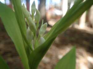 ササバギンランの白い花