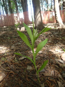 ササバギンランの白い花