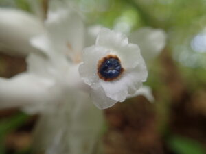 ギンリョウソウの半透明の花