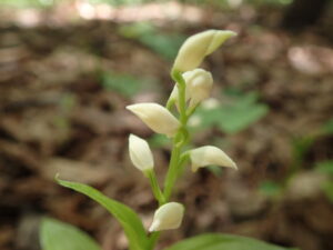 ギンランの白い花