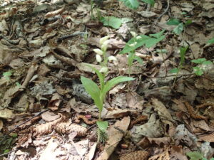 ギンランの白い花
