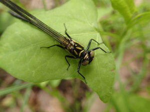 葉の上にとまるトンボトンボ