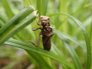 葉の上にとまるトンボの抜け殻