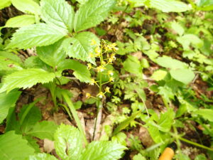 コケイランの黄色い花