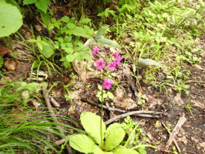 クリンソウの桃色の花