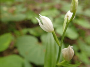 クゲヌマランの白い花